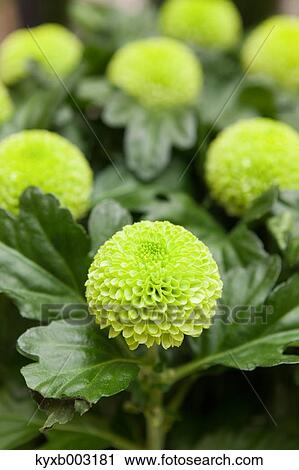 Mums View Large Photo Image Stock Image - Mums. Fotosearch