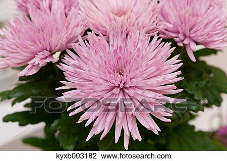 Stock Image - Mums. Fotosearch