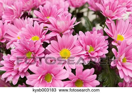 Stock Image - Mums. Fotosearch