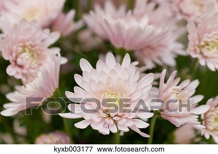 Stock Photo - Mums. Fotosearch