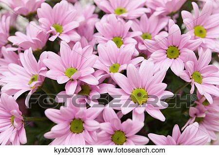 Mums View Large Photo Image Stock Photo - Mums. Fotosearch