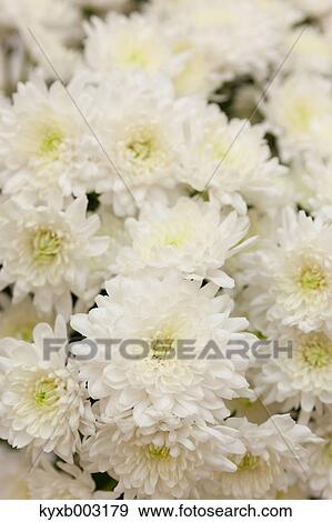 Mums View Large Photo Image Stock Photo - Mums. Fotosearch