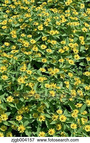 Mums View Large Photo Image Stock Photo - Mums. Fotosearch
