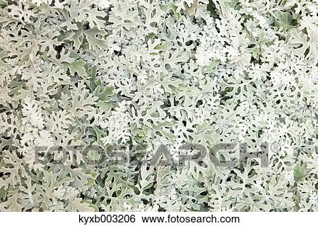 Mums View Large Photo Image Stock Photograph - Mums. Fotosearch