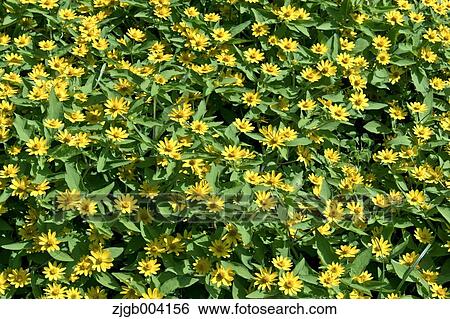 Mums View Large Photo Image Stock Photograph - Mums. Fotosearch