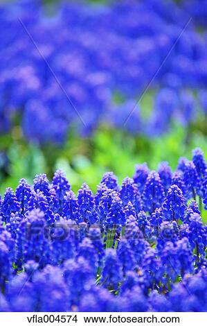 Muscari View Large Photo Image Picture - Muscari. Fotosearch