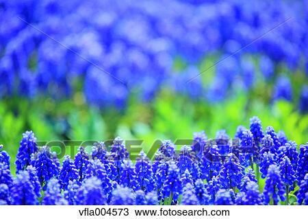 Muscari View Large Photo Image Stock Image - Muscari. Fotosearch