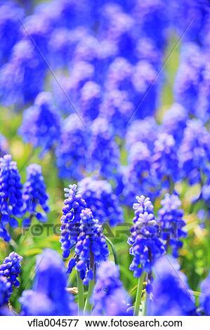 Muscari View Large Photo Image Stock Photo - Muscari. Fotosearch