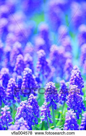 Muscari View Large Photo Image Stock Photo - Muscari. Fotosearch