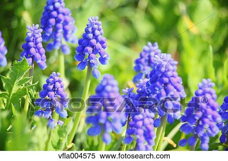 Muscari View Large Photo Image Stock Photography - Muscari. Fotosearch