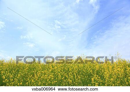 Mustard Greens View Large Photo Image Picture - Mustard Greens. Fotosearch