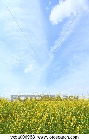 Mustard Greens View Large Photo Image Stock Image - Mustard Greens. Fotosearch