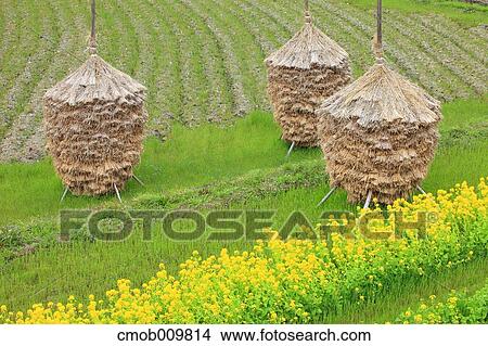 "Nara Prefecture, Japan" View Large Photo Image Picture - "Nara Prefecture, Japan". Fotosearch