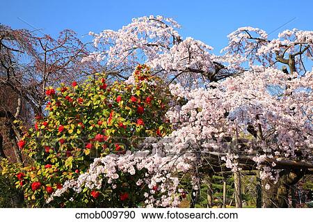 "Nara Prefecture, Japan" View Large Photo Image Stock Image - "Nara Prefecture, Japan". Fotosearch