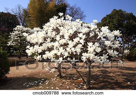 Stock Photo - "Nara Prefecture, Japan". Fotosearch