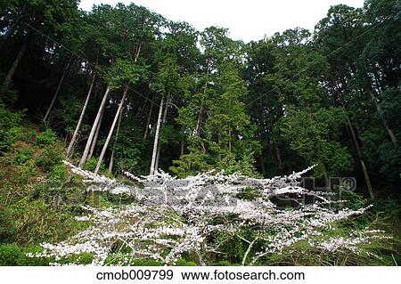 "Nara Prefecture, Japan" View Large Photo Image Stock Photo - "Nara Prefecture, Japan". Fotosearch