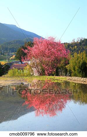 "Nara Prefecture, Japan" View Large Photo Image Stock Photograph - "Nara Prefecture, Japan". Fotosearch