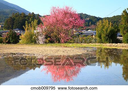 "Nara Prefecture, Japan" View Large Photo Image Stock Photography - "Nara Prefecture, Japan". Fotosearch