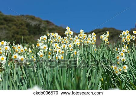 Narcissus View Large Photo Image Stock Image - Narcissus. Fotosearch