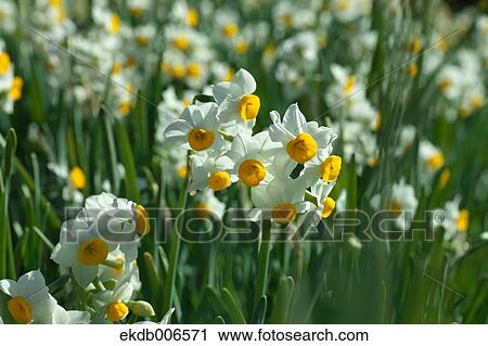 Narcissus View Large Photo Image Stock Image - Narcissus. Fotosearch