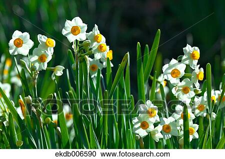 Narcissus View Large Photo Image Stock Image - Narcissus. Fotosearch