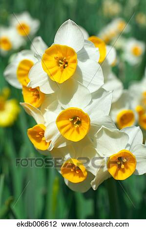 Narcissus View Large Photo Image Stock Image - Narcissus. Fotosearch