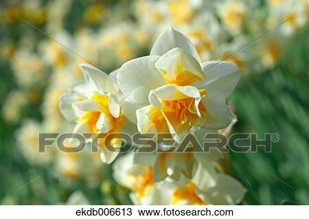 Stock Image - Narcissus. Fotosearch