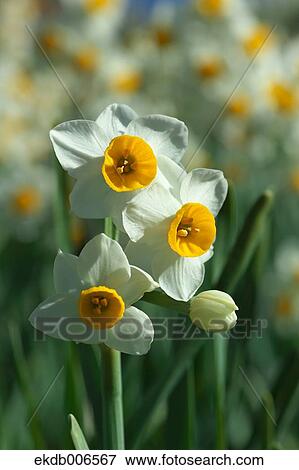 Narcissus View Large Photo Image Stock Photo - Narcissus. Fotosearch