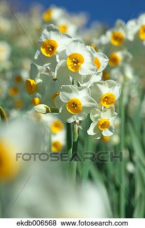 Narcissus View Large Photo Image Stock Photo - Narcissus. Fotosearch