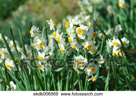 Narcissus View Large Photo Image Stock Photo - Narcissus. Fotosearch