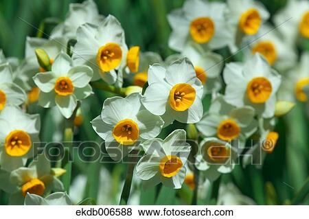 Narcissus View Large Photo Image Stock Photo - Narcissus. Fotosearch