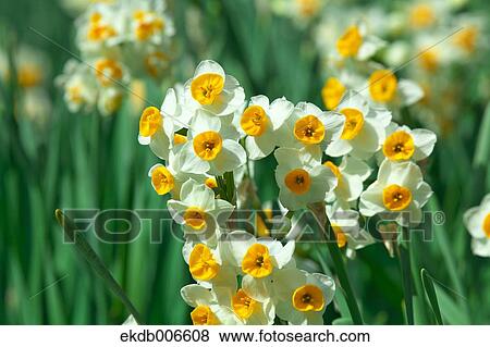 Narcissus View Large Photo Image Stock Photo - Narcissus. Fotosearch