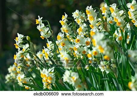 Narcissus View Large Photo Image Stock Photo - Narcissus. Fotosearch