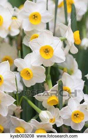 Stock Photo - Narcissus. Fotosearch