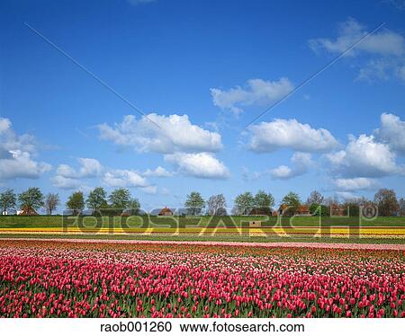 Netherlands View Large Photo Image Stock Image - Netherlands. Fotosearch