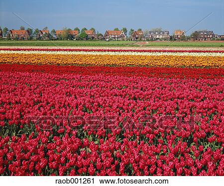 Netherlands View Large Photo Image Stock Image - Netherlands. Fotosearch