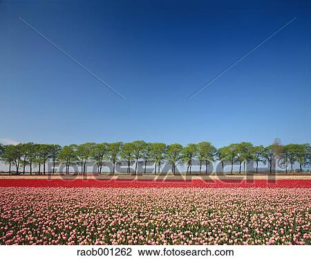 Stock Image - Netherlands. Fotosearch