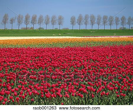 Netherlands View Large Photo Image Stock Image - Netherlands. Fotosearch