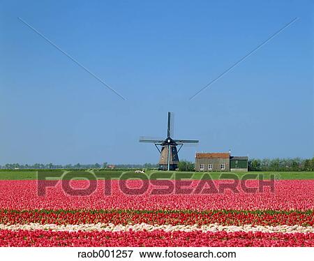 Netherlands View Large Photo Image Stock Photo - Netherlands. Fotosearch