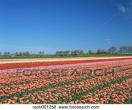 Netherlands View Large Photo Image Stock Photo - Netherlands. Fotosearch
