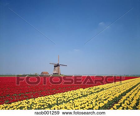 Netherlands View Large Photo Image Stock Photo - Netherlands. Fotosearch