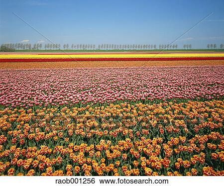 Netherlands View Large Photo Image Stock Photograph - Netherlands. Fotosearch
