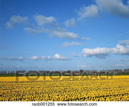Netherlands View Large Photo Image Stock Photography - Netherlands. Fotosearch