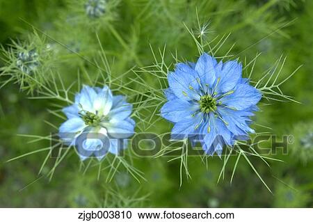 Nigella View Large Photo Image Stock Image - Nigella. Fotosearch