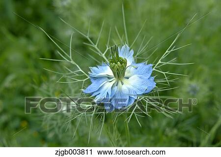 Nigella View Large Photo Image Stock Image - Nigella. Fotosearch
