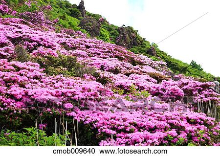 "Oita Prefecture, Japan" View Large Photo Image Stock Image - "Oita Prefecture, Japan". Fotosearch