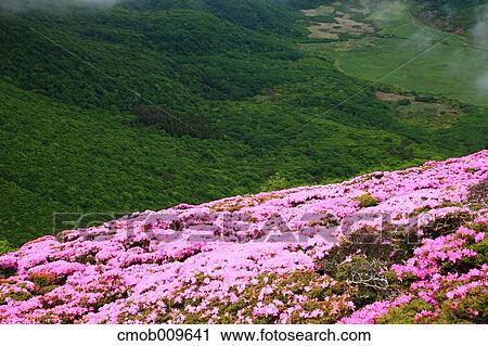 "Oita Prefecture, Japan" View Large Photo Image Stock Image - "Oita Prefecture, Japan". Fotosearch