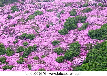 Stock Photograph - "Oita Prefecture, Japan". Fotosearch