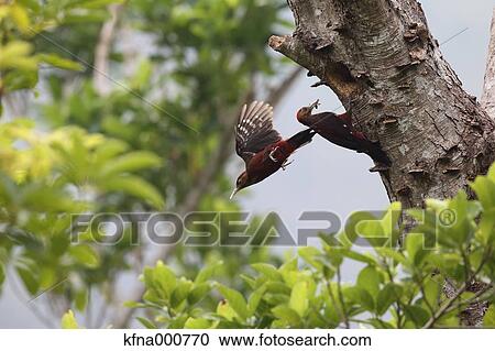Okinawa Woodpecker View Large Photo Image Stock Image - Okinawa Woodpecker. Fotosearch
