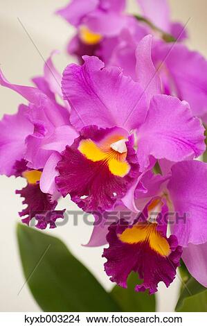 Picture - Orchid. Fotosearch